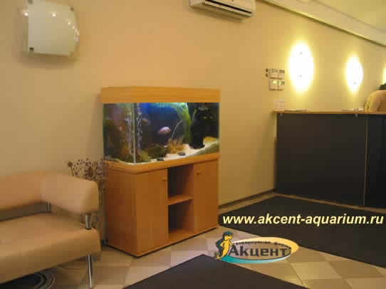 Акцент-аквариум,аквариум 300 литров в офисе